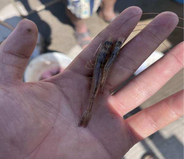 倍选网 超60%虾塘感染出事！从江苏如东到珠三角：孢子虫全线暴发，有人全军覆没！